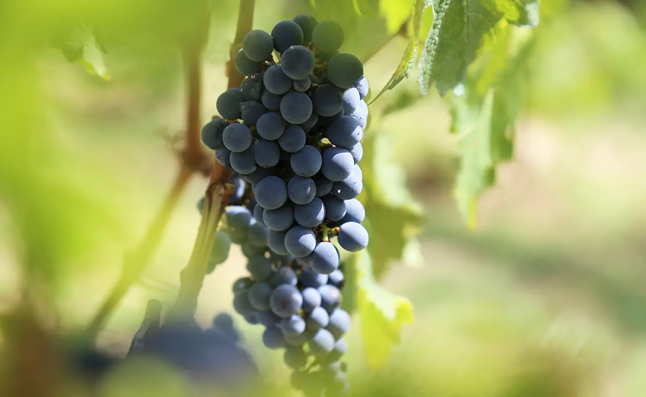 Grapes on the vine